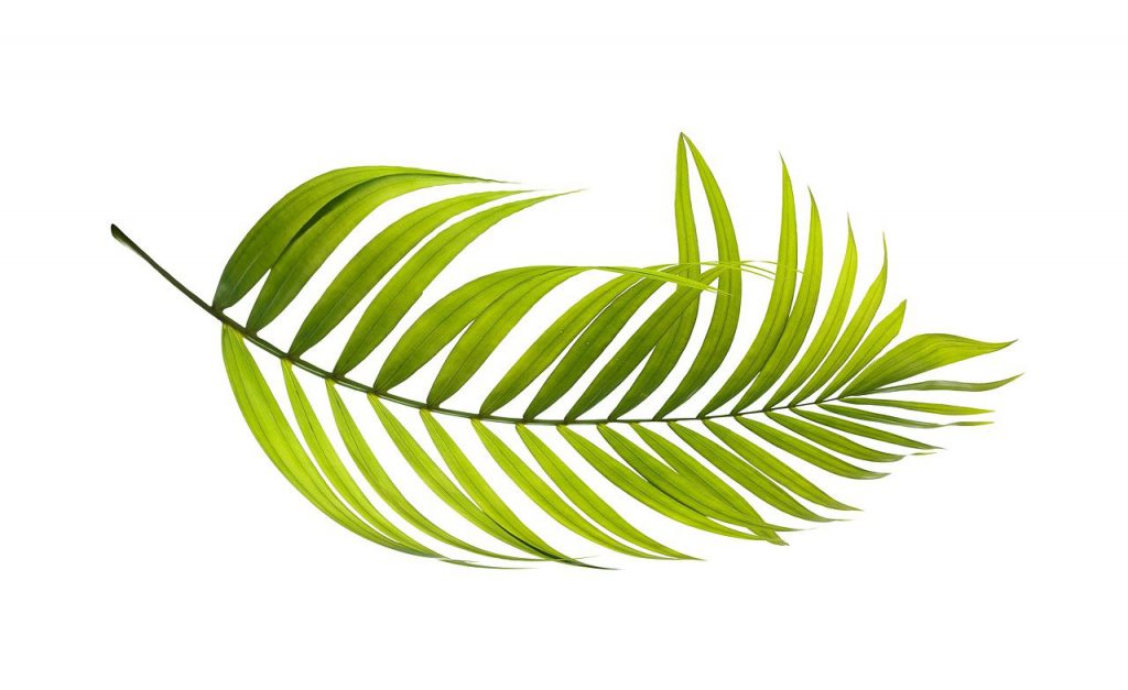 palm, leaf, green